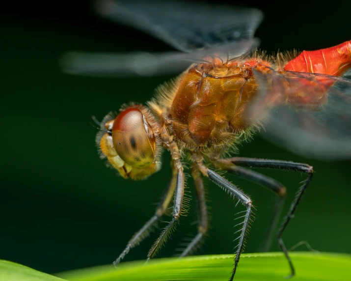 a bug that is on a leaf