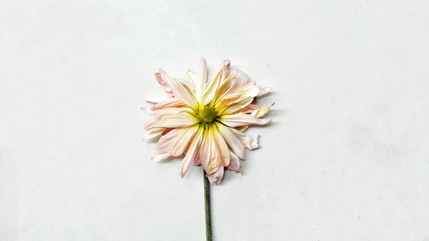 a single pink and yellow flower standing upright