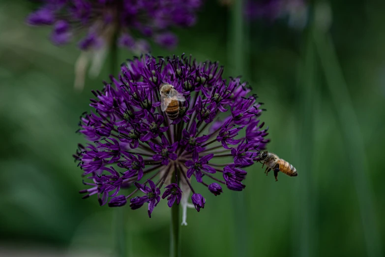 a purple flower with two bees on it