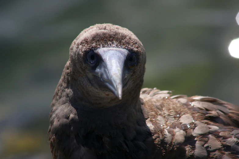 a large bird with a large head and an interesting beak