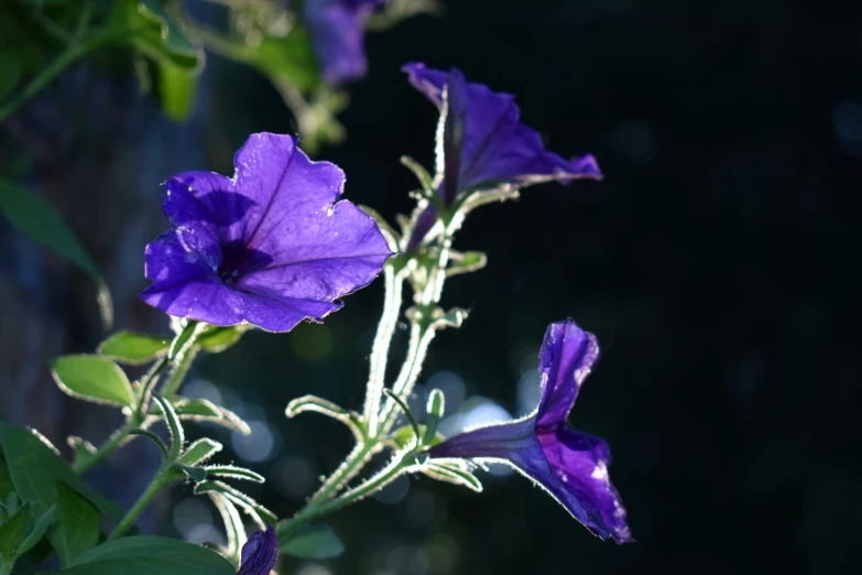 the purple flowers are blooming in the sun
