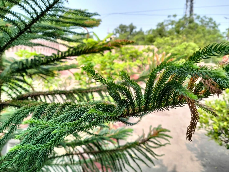 this is a very green tree with thin needles