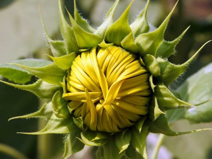 an extremely large yellow flower opened up