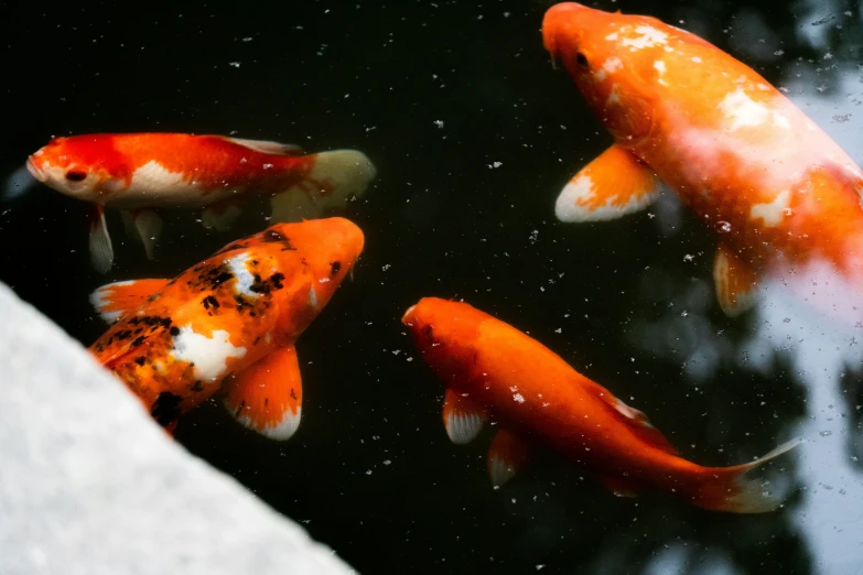 a number of orange kohaki in a pond