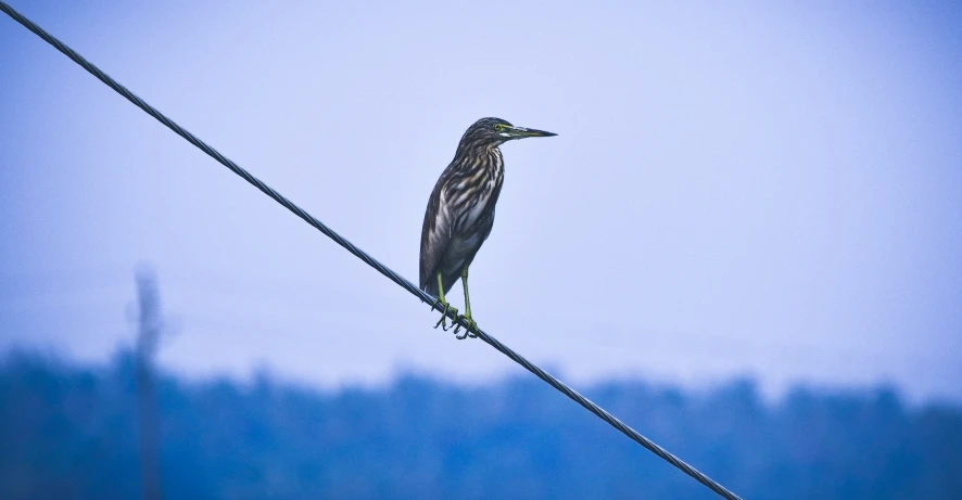 a bird is sitting on top of a wire