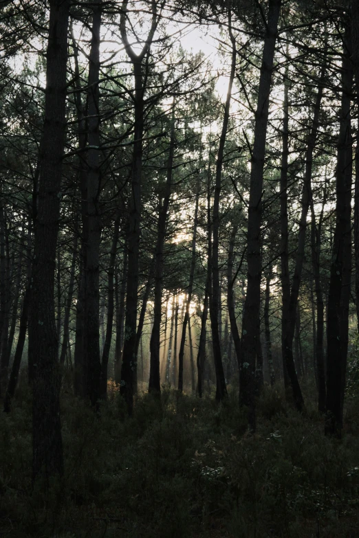 the sun shines through the trees in the woods