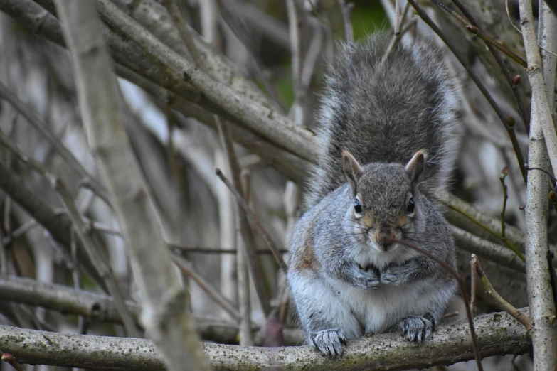 the squirrel is sitting in the nches of the trees