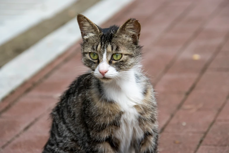 a cat is standing on some brick near some grass