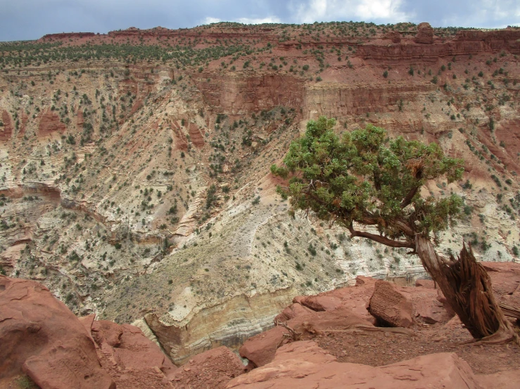 a tree sitting in front of a cliff