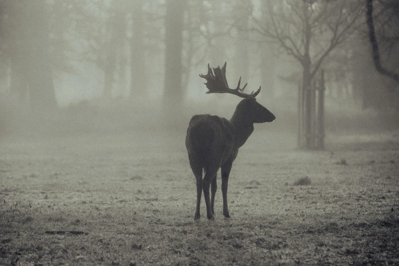 a stag standing in a forest with mist coming from its back
