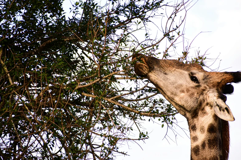 a giraffe eating from the top of a tree