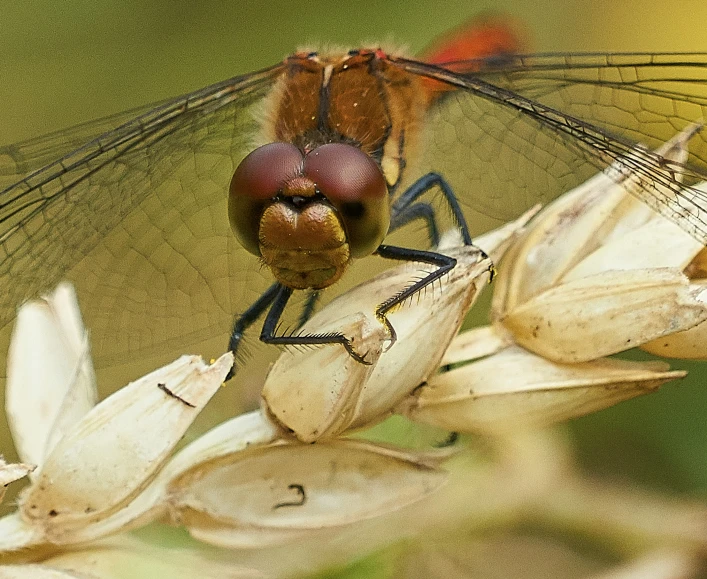 a close up of a small insect on a flower