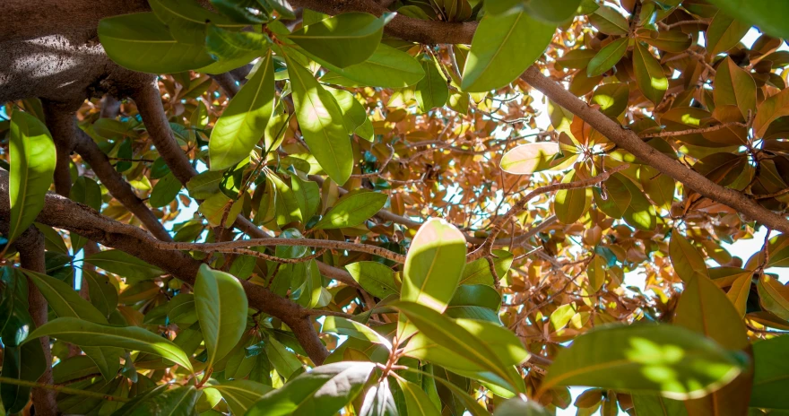 the view looking up through the leaves on a tree