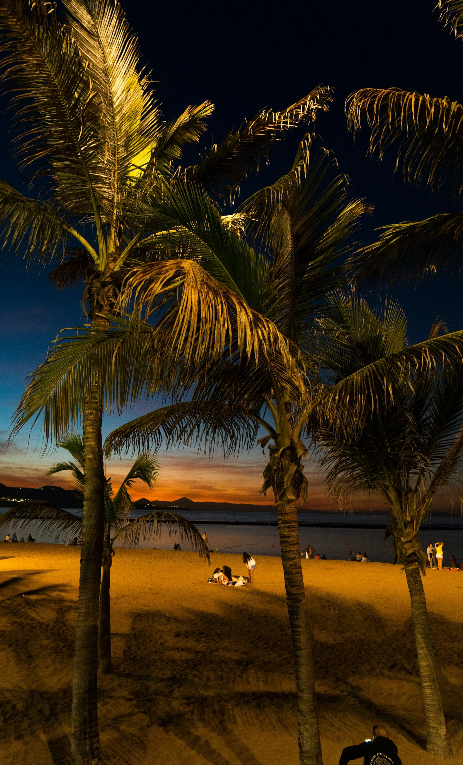 a view from underneath palm trees in front of the ocean