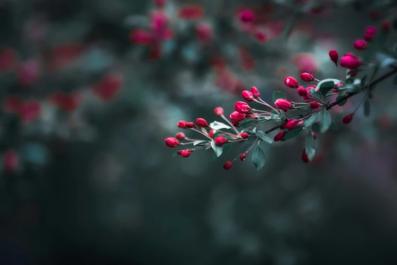 bright red berry in the early spring