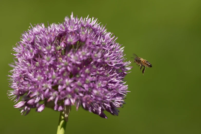 a bee that is flying by some flowers