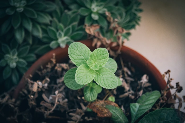 a plant has green leaves and sprouts in the pot