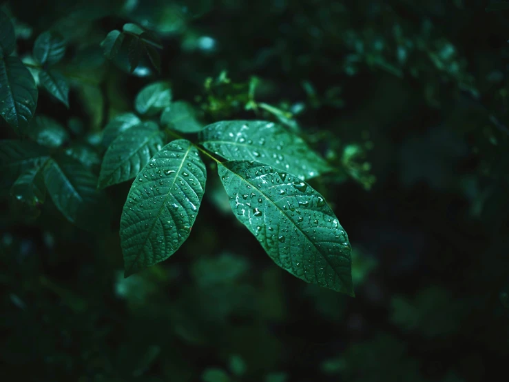 close up of a green leaf on a dark background