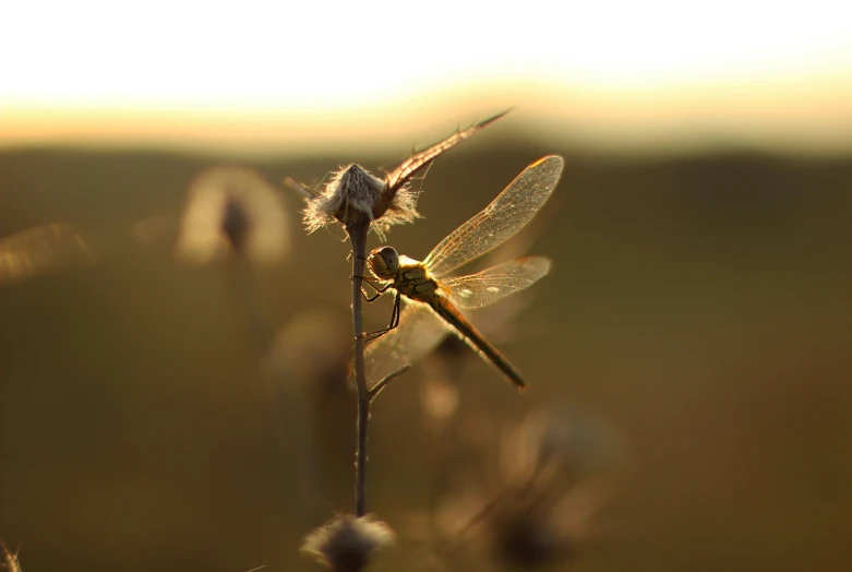 the small dragonfly sits on top of the tall stem