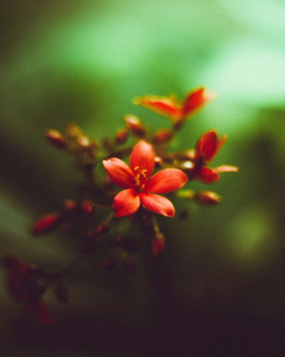 blurry image of flowers in a green and red room