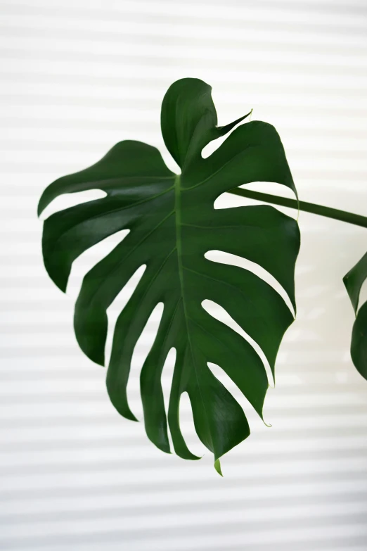 a large green leaf on top of a white wall