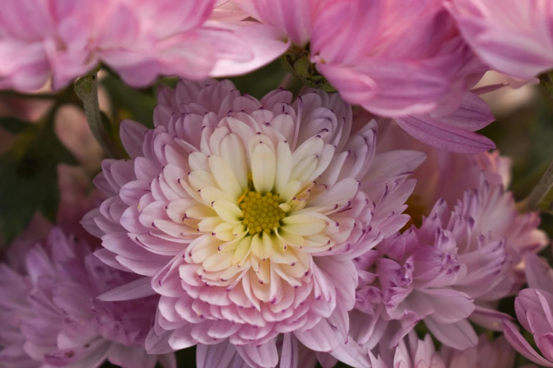 a close up picture of flowers and leaves