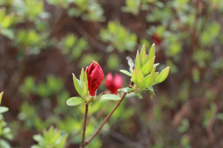 a red rose on top of some green leaves