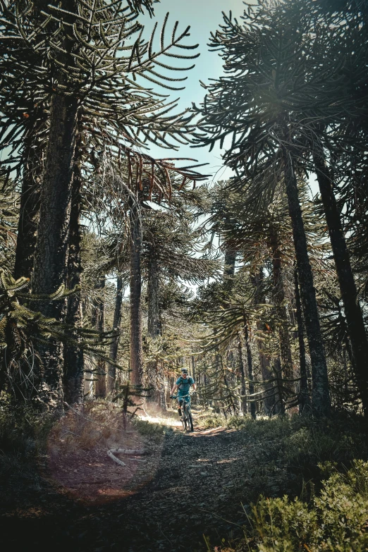 a person riding their bike in the forest