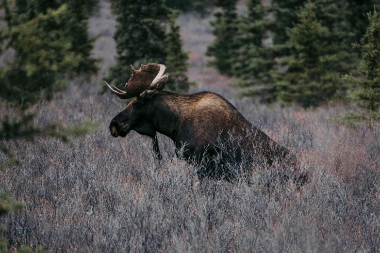 an moose standing in the tall grasses near trees