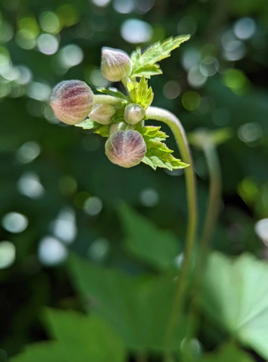 a close up of a plant with leaves in the background