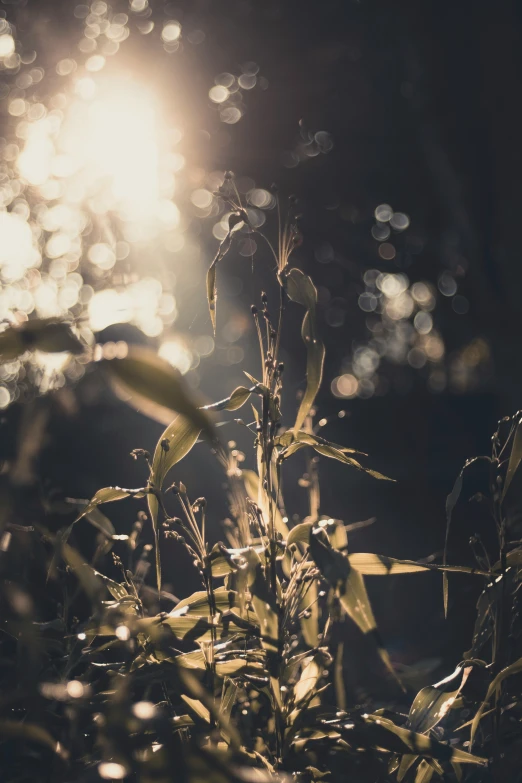 sunlight reflecting off the leaves of some bushes