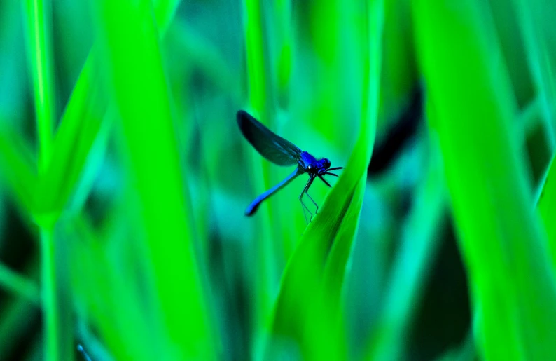 a fly sitting in the middle of green grass