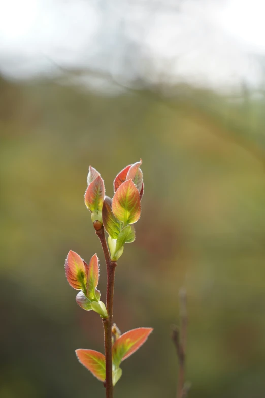 some pinkish green and red leaves and nches