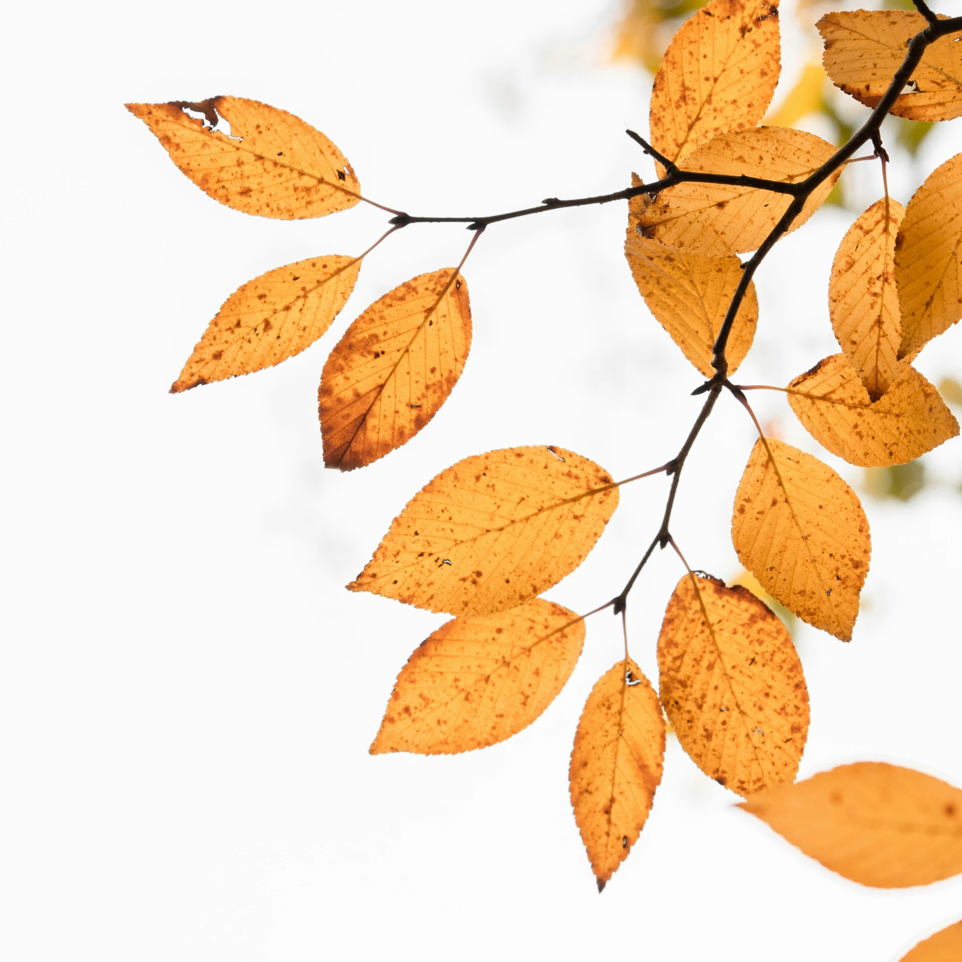 a nch with leaves is seen with a white background