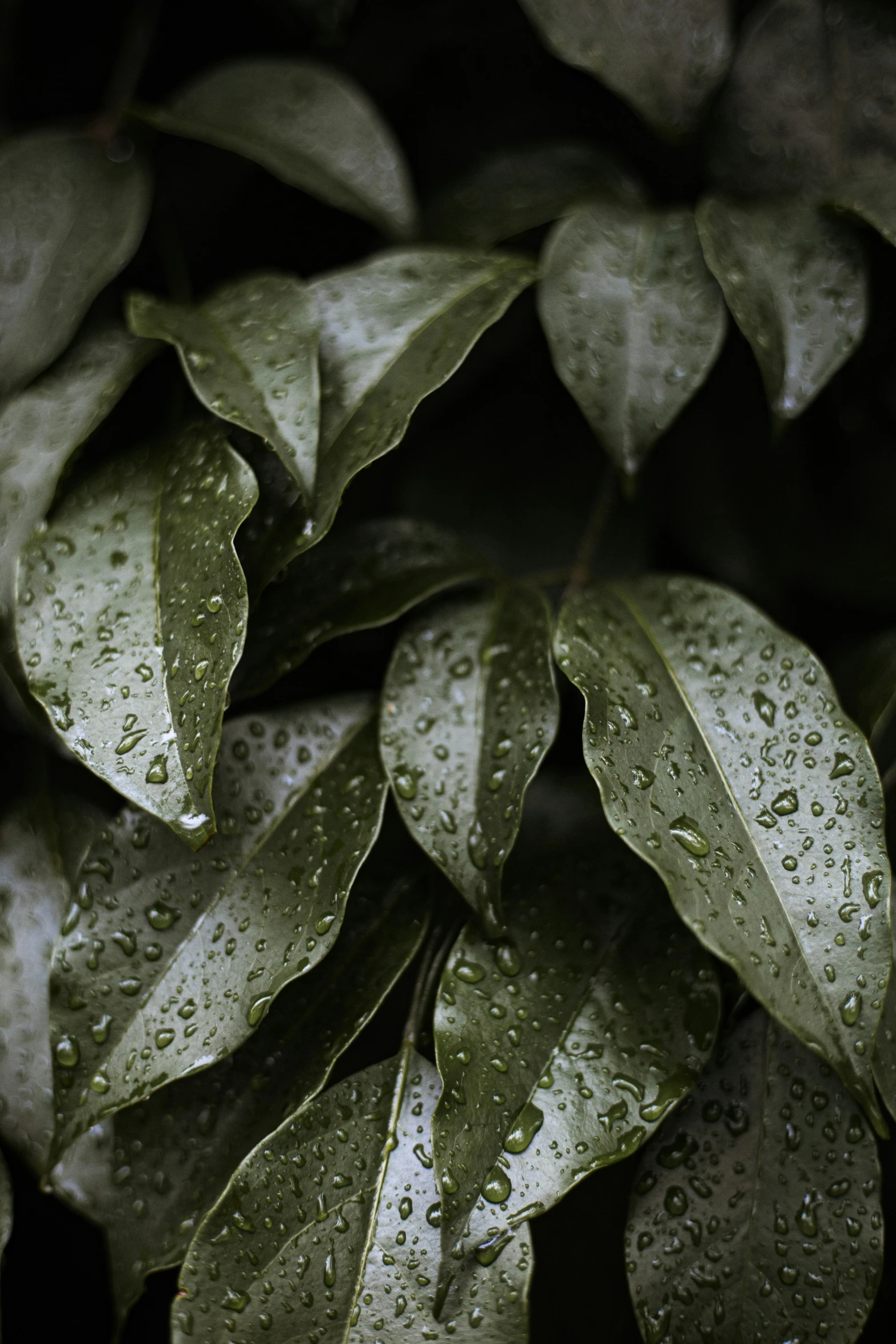 green plants with dew droplets on them