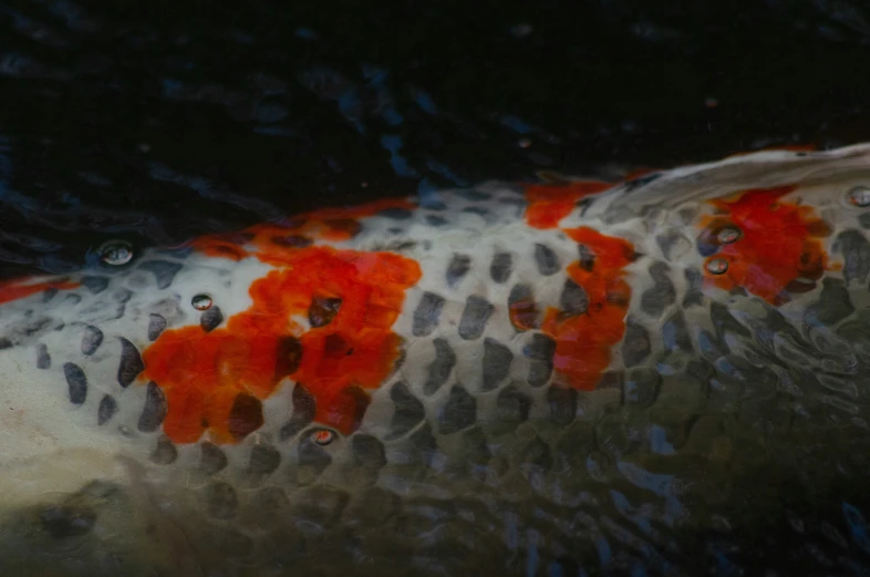 this is a red and white fish in water