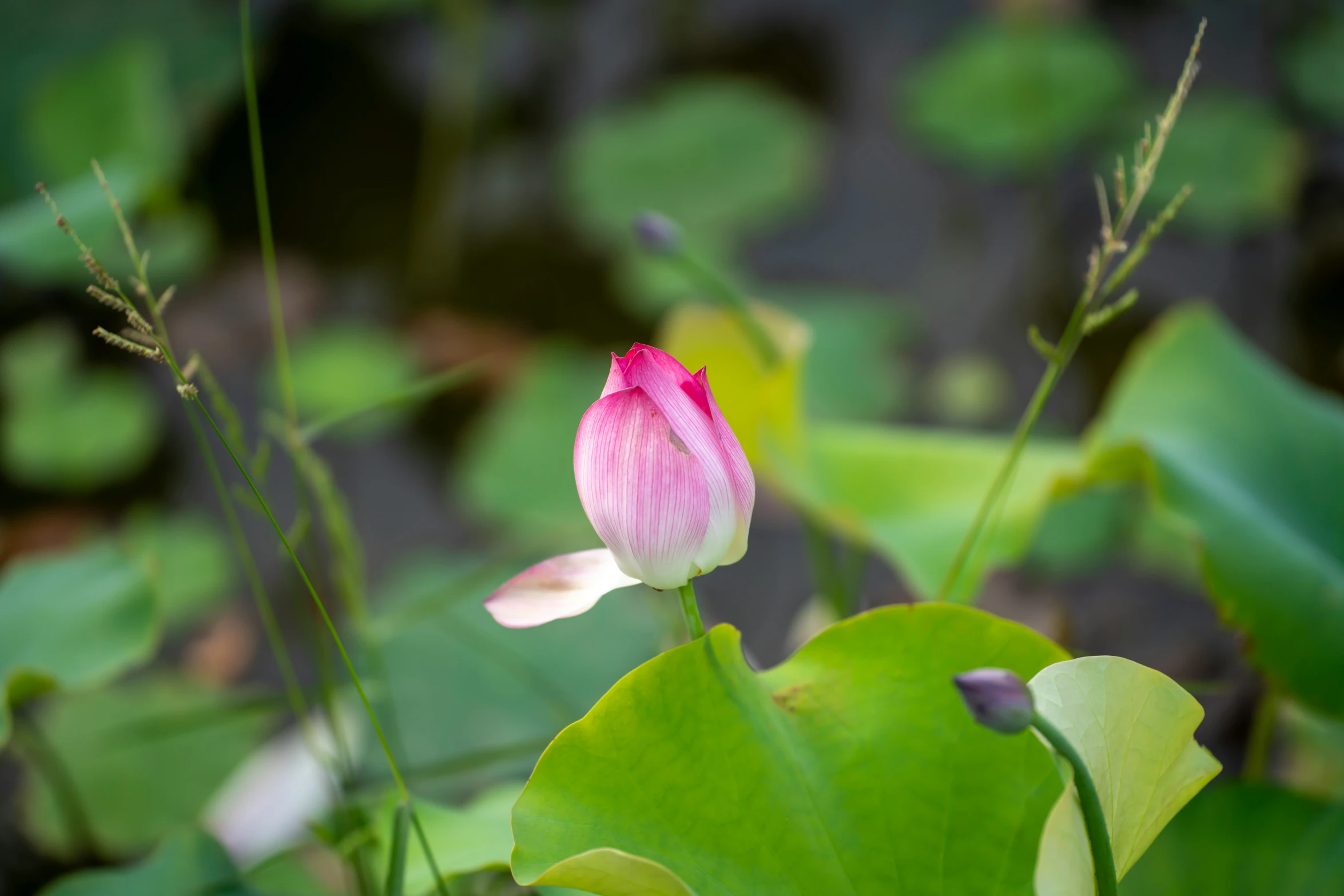 a pink lotus flower is growing in the midst of the leaves