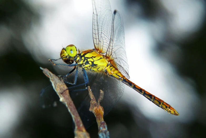 a large yellow and black insect on top of a stick