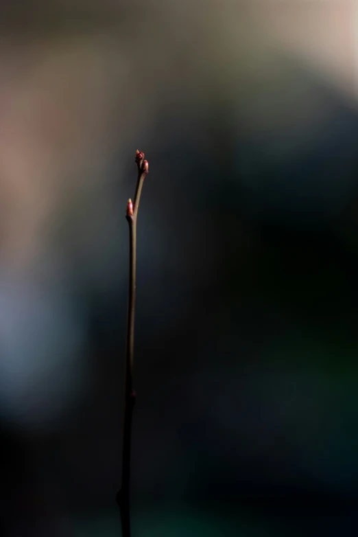a sprout with buds standing up against a blurred wall