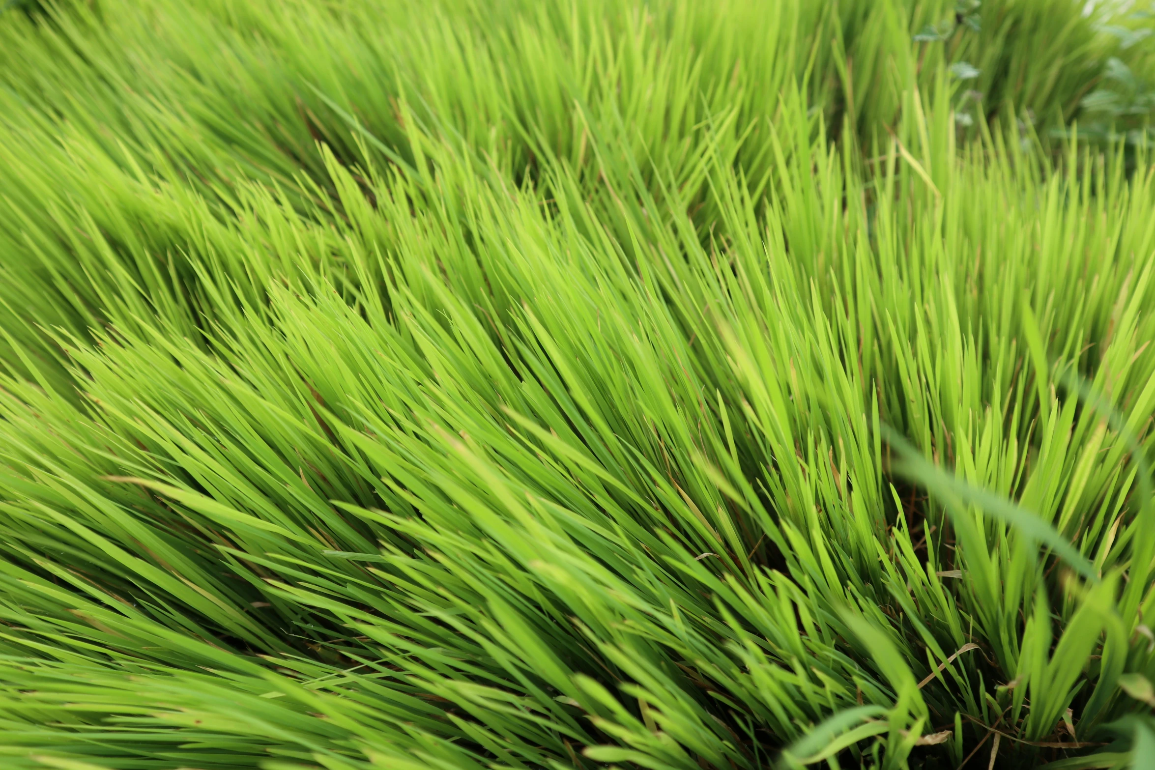 some green grass plants and some brown leaves