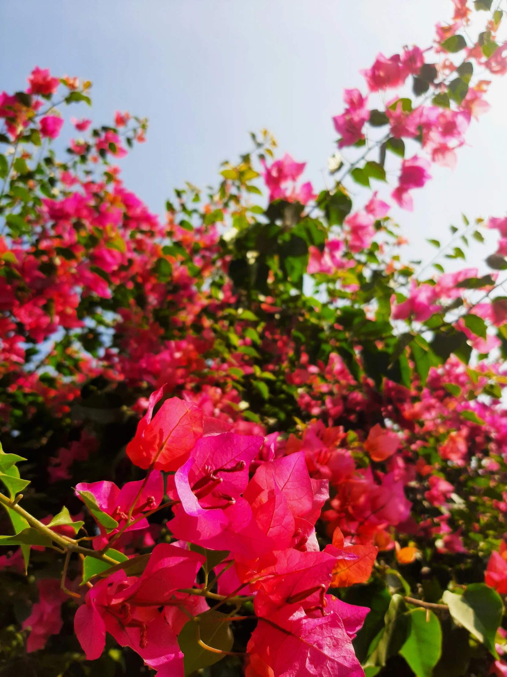 red and pink flowers blooming on the nches and tree nches