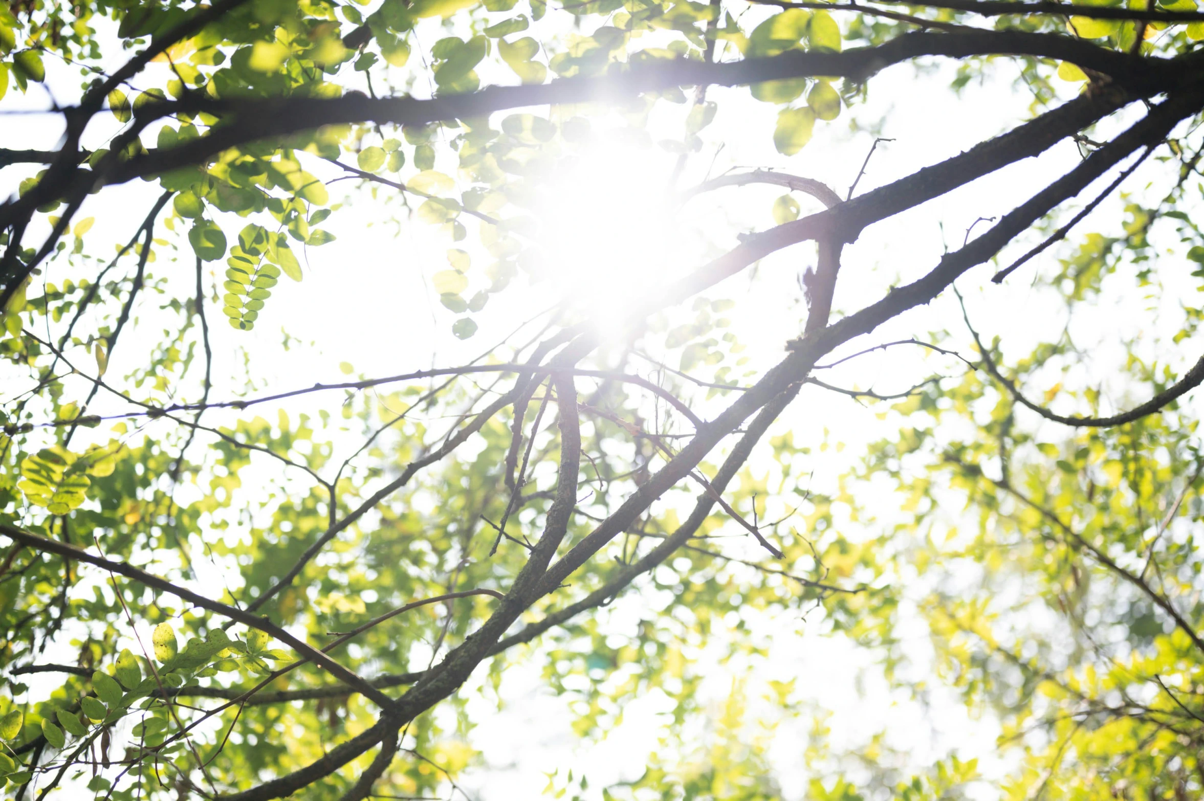 the sun shines through the leaves of a tree