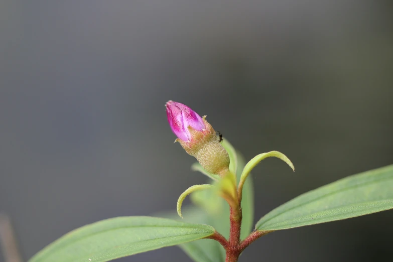 this flower has very tiny flowers with a pink center