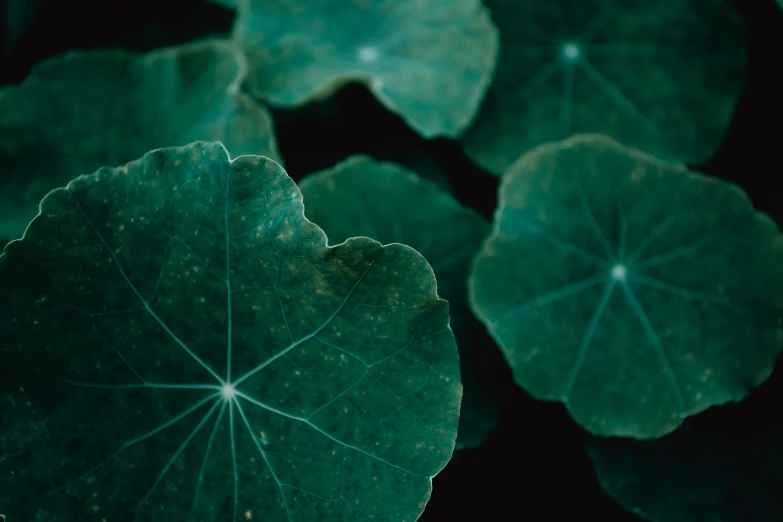 close up of a leaf with a hole in the middle