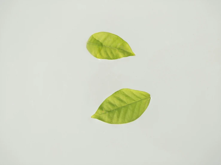 two leaves that are floating on the water