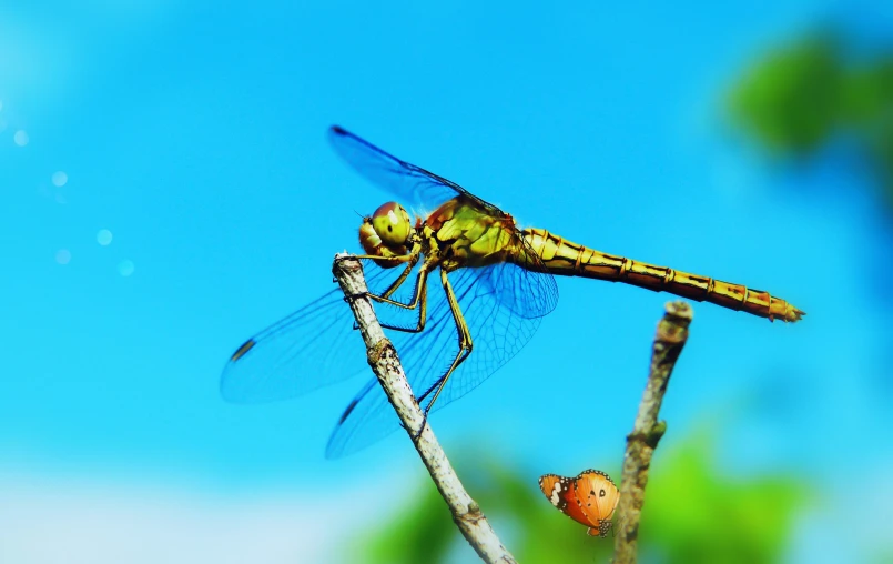 a dragonfly on a stem with blue skies in the background