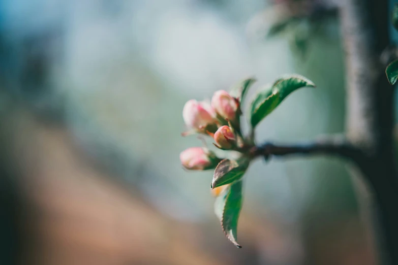 a nch with leaves that are turning to pink