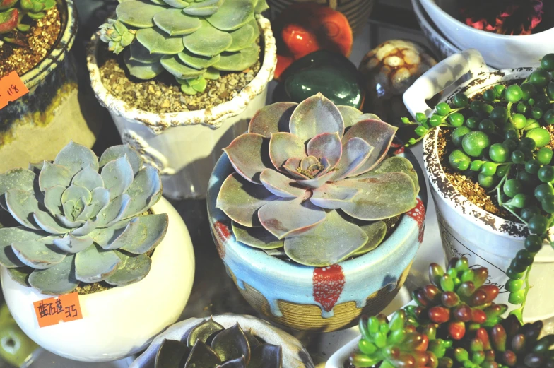 different plants and cacti are being displayed in bowls