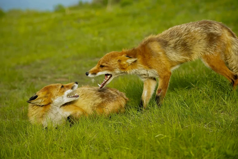 two brown foxes are playing in the grass