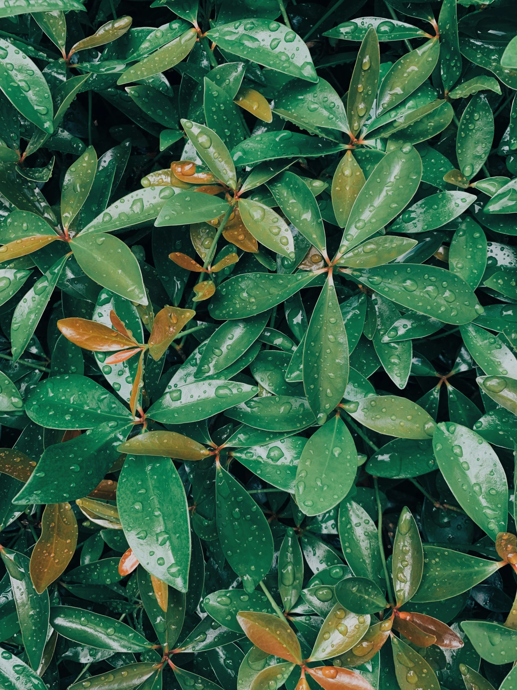 a large number of green leaves on the ground